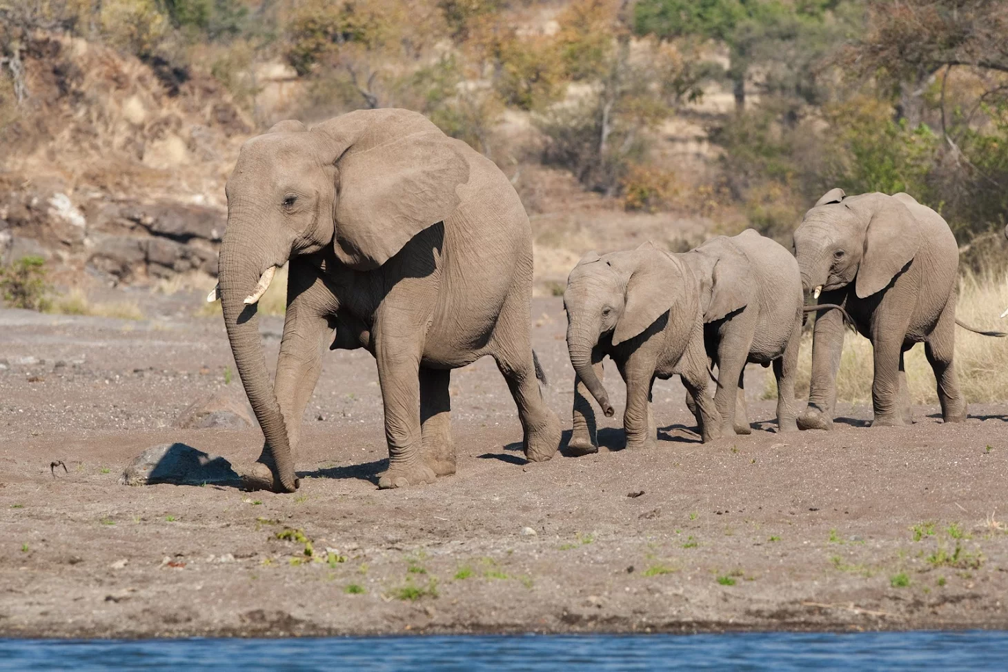 A herd of elephants walking together, adults alongside their young